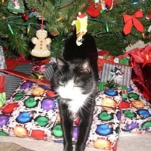 Meet your Posher, Carol